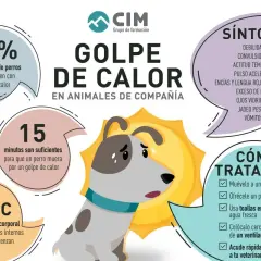 Infografía sobre el golpe de calor en perros: síntomas, temperatura crítica (43°C), tiempo de supervivencia (15 min) y cómo tratarlo.