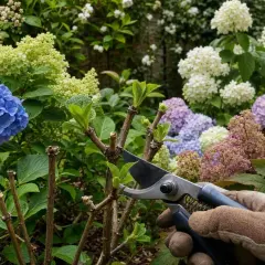 Un jardinier taille des hortensias aux couleurs vives, prêts pour quand fleurissent les hortensias.