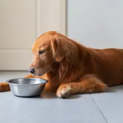 Ein Golden Retriever liegt neben einem leeren Napf. Vielleicht braucht er eine Darmsanierung für Hunde, um wieder Appetit zu bekommen.