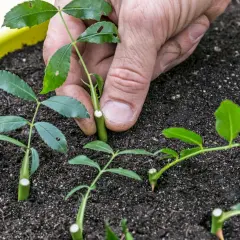 Hand setzt Rosen-Stecklinge in Erde. So kann man Rosen vermehren, fast wie Kartoffeln.