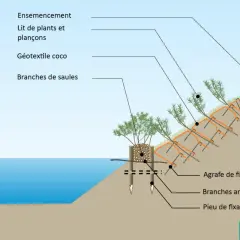 Illustration d'une technique de stabilisation de berge avec des plantes de berges humides, géotextile coco, et branches de saules.