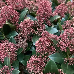 Gęste skupiska drobnych, różowych pąków kwiatowych na tle ciemnozielonych liści. Skimmia Rubella w pełnej krasie.