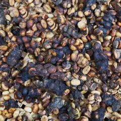 Ziarna kawy po przejściu przez układ trawienny zwierzęcia, znanego jako kopi luwak.