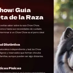 Un majestuoso perro Chow Chow, con su denso pelaje gris y expresión serena, aparece en primer plano.