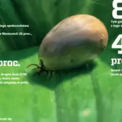 Kleszcz na liściu. Informacje o KZM (odkleszczowe zapalenie opon mózgowych) i boreliozie. 40% kleszczy może przenosić choroby.