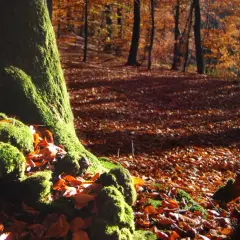 Co to jest szata roślinna i jak wpływa na nasze środowisko?