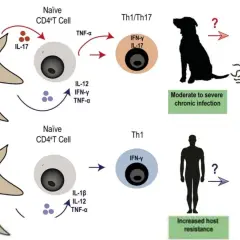 Diagram shows immune response to B. canis in dogs, leading to moderate to severe chronic infection, and in humans, leading to increased host resistance. Brucellosis in dogs involves Th1/Th17 cells.