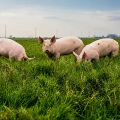 Tre maiali rosa pascolano in un prato verde. Un allevamento biologico che garantisce benessere animale.