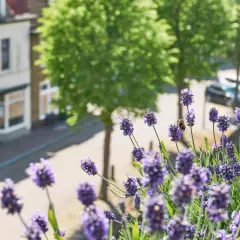 Ein **Lavendel Balkonkasten** blüht üppig, eine Biene sammelt Nektar. Im Hintergrund ein Haus und Bäume.