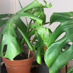 Duża, zielona monstera opada, jej liście z charakterystycznymi dziurami są lekko przywiędłe. Roślina w brązowej doniczce.