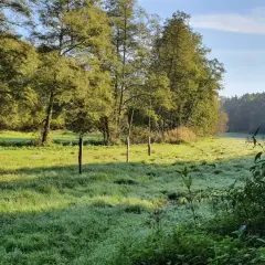 Morgendlicher Tau auf einer Wiese, ideal für eine Wanderung wie bei Neandertalern. Holzpfähle markieren einen Weg durch das Gras.
