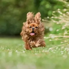 Un perro marrón corre feliz por el césped. ¿Te preguntas cuanto cuesta adoptar un perro? ¡Vale la pena!