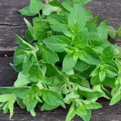 Frischer Oregano auf dunklem Holz. Bei Oregano Schwangerschaft ist Vorsicht geboten, da er in großen Mengen Wehen auslösen kann.