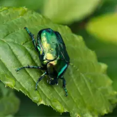 Un magnifico scarabeo verde smeraldo riposa su una foglia verde brillante, con gocce d'acqua che scintillano.
