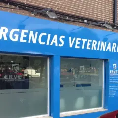 Encuentra el mejor veterinario en Alcorcón para tu mascota hoy