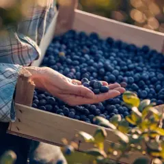 Kiedy jest sezon na jagody? Odkryj najlepszy czas na zbiór i smak