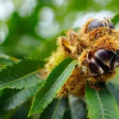 Ricci spinosi di castagno albero, con castagne lucide che spuntano. Caratteristiche naturali del frutto.