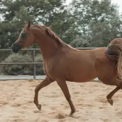 Kasztanowy koń arabski, być może najdroższy koń arabski, galopuje po piaszczystym wybiegu.