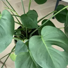 Monstera bez dziur odmiana, z dużymi, zielonymi liśćmi, które dopiero zaczynają się przebijać.