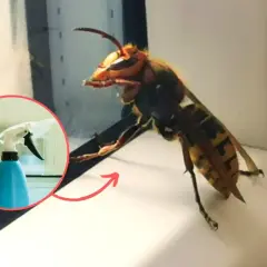 Duży szerszeń obok niebieskiego sprayu w kółku.