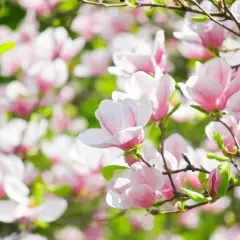 Magnoliablommor i full blom, med mjuka rosa och vita kronblad som sträcker sig mot solen. En ny knopp anas, redo att slå ut.