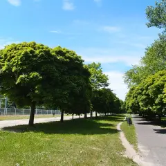 Aleja drzew z pięknymi, kulistymi koronami klonów. Ścieżka w parku prowadzi wśród zieleni.