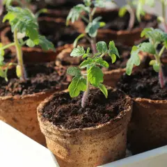Kleine Tomatenpflanzen in Torftöpfen, bereit für die Aussaat im Februar.