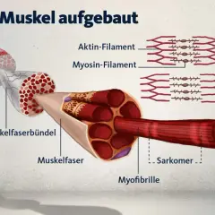 So ist ein Muskel aufgebaut: Illustration zeigt Muskelfaserbündel, Muskelfasern und Myofibrillen mit Aktin- und Myosin-Filamenten. Wichtig für Fitness und Muskelaufbau.