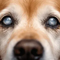 Primer plano de los ojos de un perro dorado con cataratas, mostrando la opacidad azulada.
