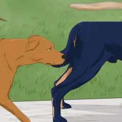 Un chien brun renifle l'arrière d'un chien bleu. Le chien bleu semble un peu surpris par cette saillie chien inexpérimenté.