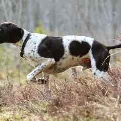 Ein English Pointer mit schwarz-weißer Fellzeichnung läuft durch Heidekraut.