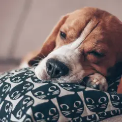 Śpiący beagle na poduszce z kotami. Czy psy mają sny? Ten piesek pewnie śni o gonieniu za piłką.