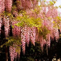 En överdådig blåregn pergola med hängande rosa blomklasar som skapar en magisk, blomstrande tunnel.