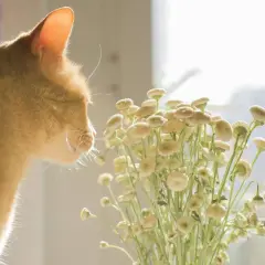 Gato naranja olfateando flores. Quizás buscando feromonas para gatos casera en la naturaleza.