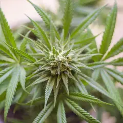 Nahaufnahme einer Cannabis-Pflanze, die zeigt, wie CBD hergestellt wird.