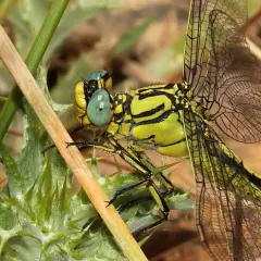 Eine gelbe Libelle mit großen, hellblauen Augen ruht auf einem stacheligen Blatt.