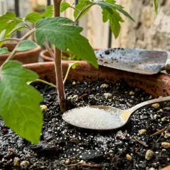 Un cucchiaino di zucchero, un piccolo trapianto e una paletta: ingredienti per un concime per pomodori fai da te che promette crescita rigogliosa.