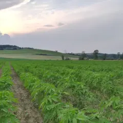 Vasto campo di piante di cannabis in crescita, con file ordinate che si estendono verso colline ondulate sotto un cielo nuvoloso al tramonto.