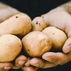 Garść świeżych ziemniaków, prosto z ziemi. Pomyśl o ich wartościach odżywczych i ziemniaki kcal.