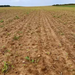 Pole uprawne z młodymi chwastami wyrastającymi z brązowej ziemi.