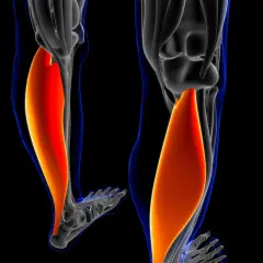 Der **soleus muskel** ist ein wichtiger Muskel im Unterschenkel, der für die Plantarflexion des Fußes zuständig ist.