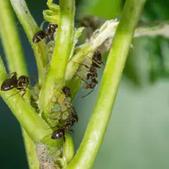 Des fourmis jardin s'occupent de pucerons sur une tige verte.