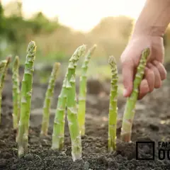 Ręka zbiera młode szparagi prosto z ziemi. Widać, jak szparagi jak rosną, tworząc zielony rząd na grządce.