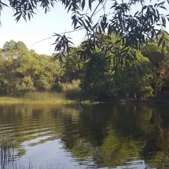 Spokojna tafla wody odbija bujną zieleń drzew i trzciny. W oddali widać gęsty las, a nad wszystkim zwisają gałęzie drzew, tworząc naturalną ramę dla tego spokojnego krajobrazu.