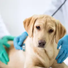 Un labrador con diarrea cane viene visitato dal veterinario.
