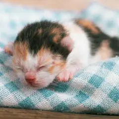 Un tierno gato recién nacido, con su pelaje tricolor, duerme plácidamente sobre una manta a cuadros.