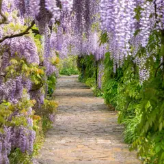Alejka wśród kwitnącej wisterii. Wspaniała wisteria uprawa tworzy fioletowy tunel, zapraszając do spaceru.