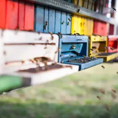 Kolorowe ule, pszczoły krążą wokół, jakby czytały poradnik pszczelarza.