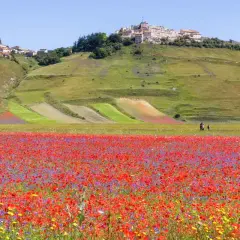 Un campo fiorito di papaveri e fiordalisi si estende verso il borgo arroccato su una collina, mostrando dove si trova Castelluccio di Norcia.