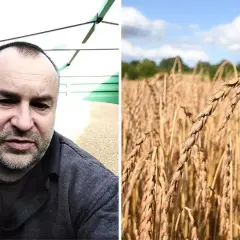 Rolnik ocenia jakość pszenicy orkisz, zastanawiając się nad ceną za tonę.